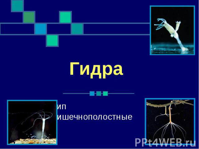 Кракен онион kraken dark link